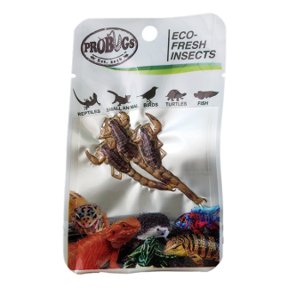 ProBugs Scorpions