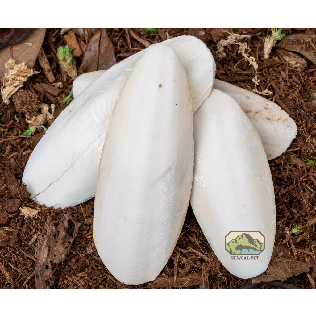 Small Cuttlebone NewCal Cuttle Bone - The Dragon Lair
