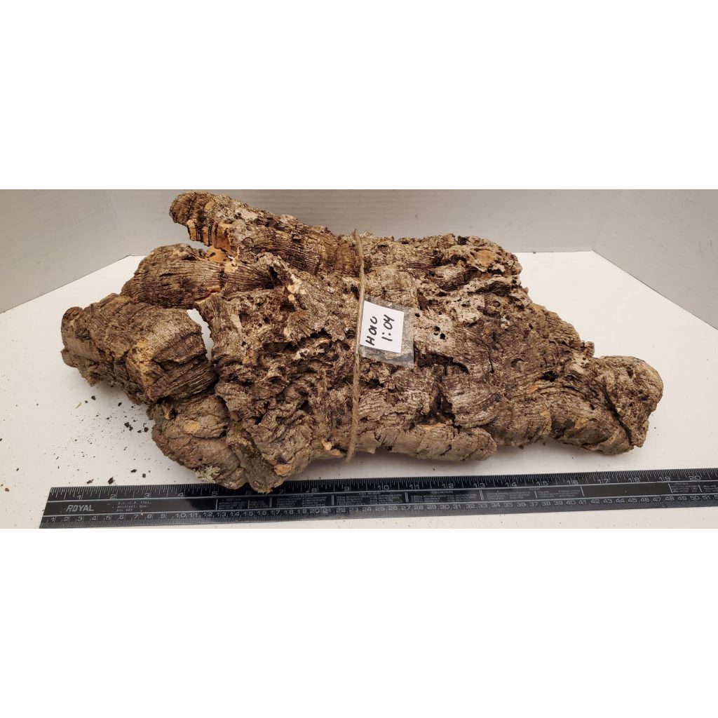 Cork Bark Half Round H010 The Dragon Lair