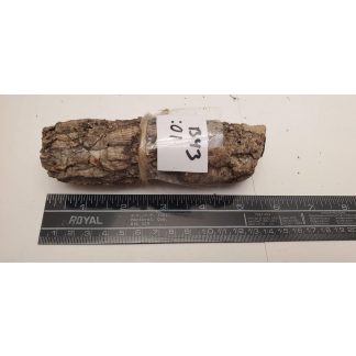Cork Bark - Branch B043
