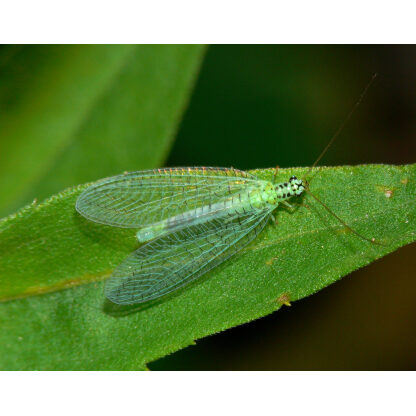 Green Lacewings