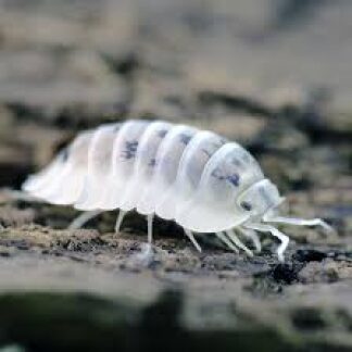 Nesodillo Archangeli "Shiro" Isopods (Qty 12)