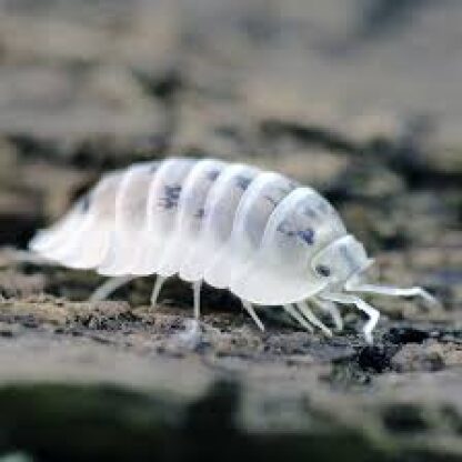Nesodillo Archangeli "Shiro" Isopods (Qty 12)