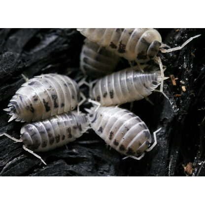 Porcellio Laevis "Dairy Cow" Isopods (12pk)