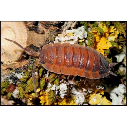 Porcellio Scaber "Lava" Isopods (Qty 12)