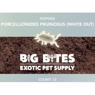 Big Bites Pruinosus 'White-Out' Isopods (12pk)