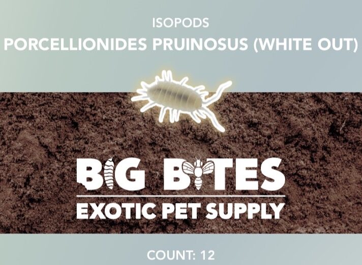 Big Bites Pruinosus 'White-Out' Isopods (12pk)