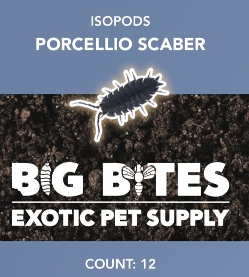Big Bites Porcellio Scaber 'Party Mix' Isopods (12pk)