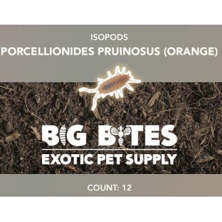 Big Bites Pruinosus 'Orange' Isopods (12pk)