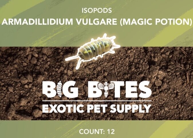 Big Bites Armadillidium vulgare 'Magic Potion' Isopods (12pk)