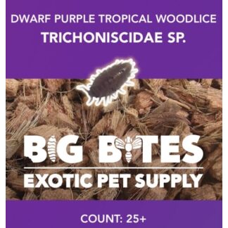 Dwarf 'Purple' Woodlice (Trichoniscidae Sp.) (25 pk)